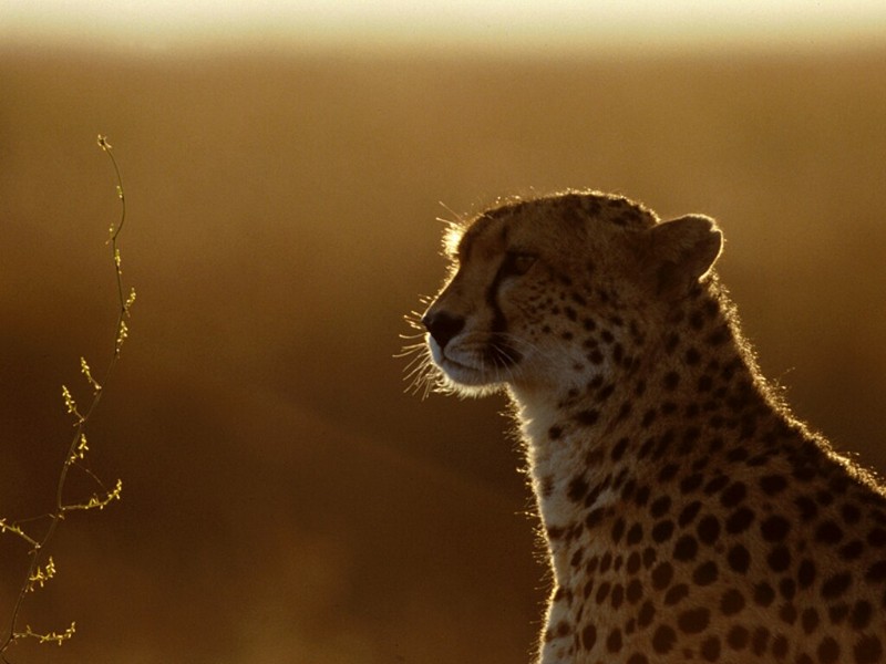 Afterthoughts, Cheetah.jpg
