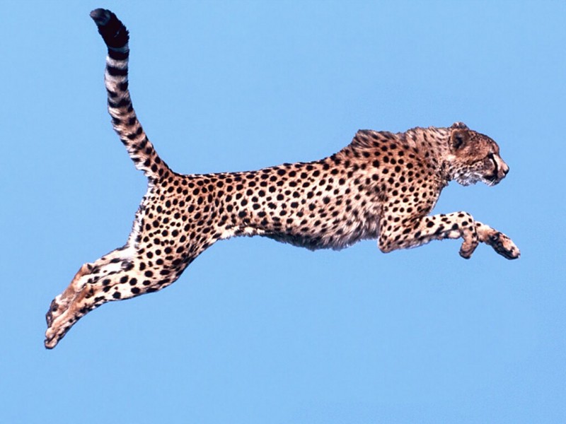 Air Time, Cheetah.jpg