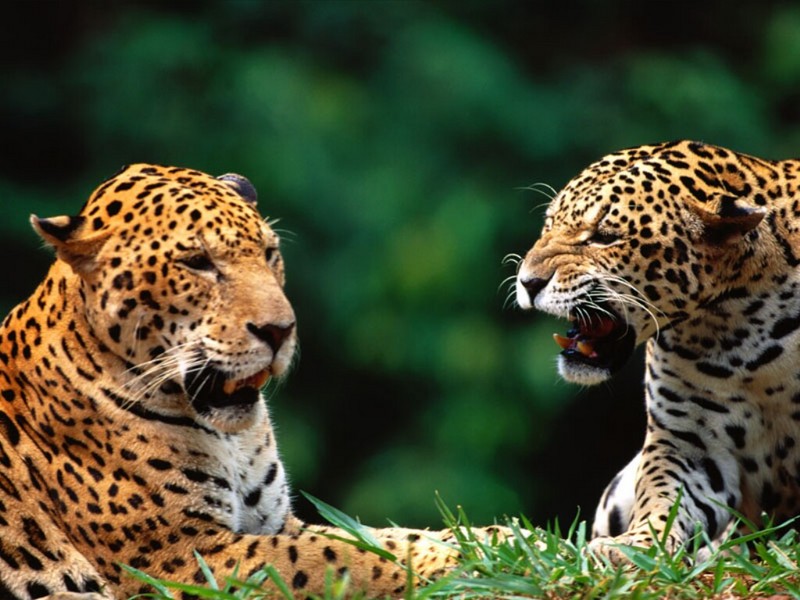 Being Catty, Jaguars.jpg