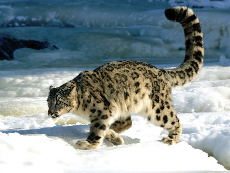 Calculation, Snow Leopard.jpg