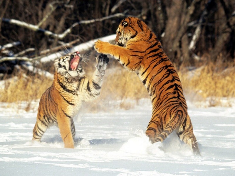 Cat Fight, Siberian Tigers.jpg