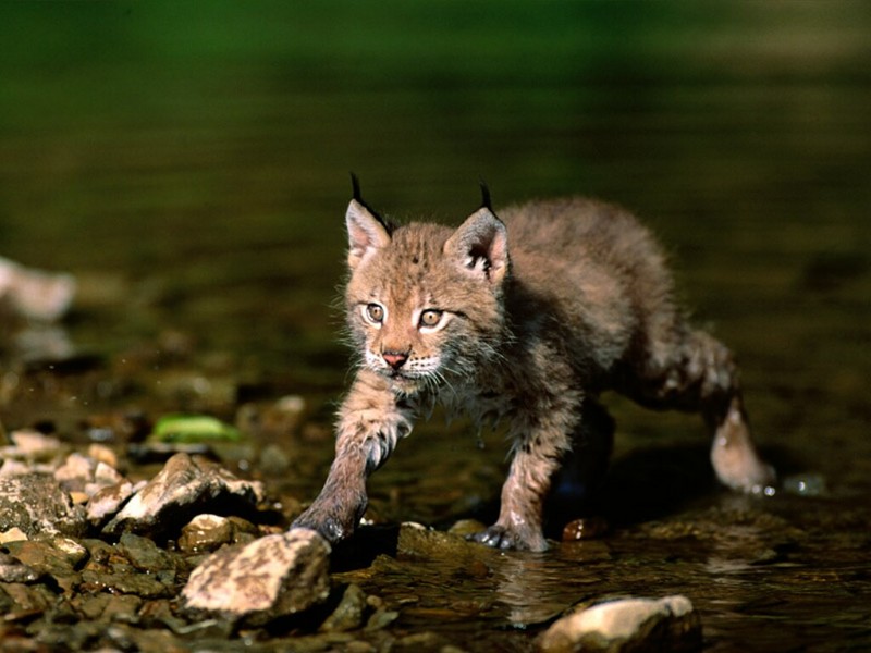 Cautious Approach, Eurasian Lynx.jpg