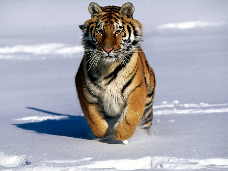 Charge!, Siberian Tiger.jpg