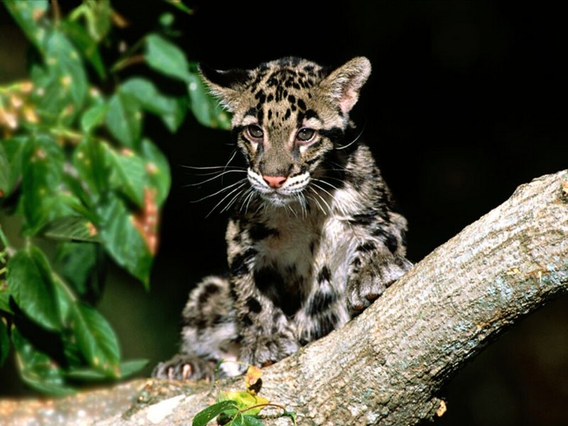Clouded Leopard Cub.jpg