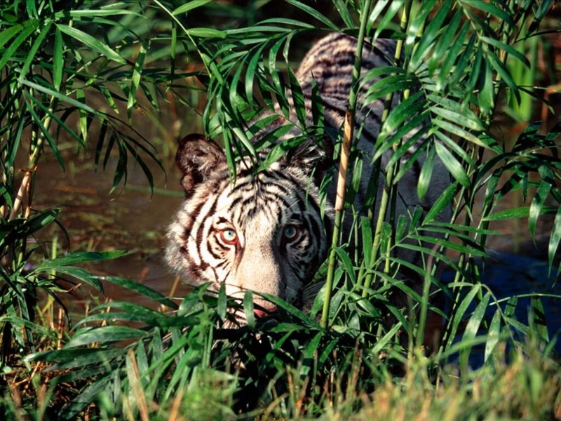 Concealed, Bengal Tiger.jpg