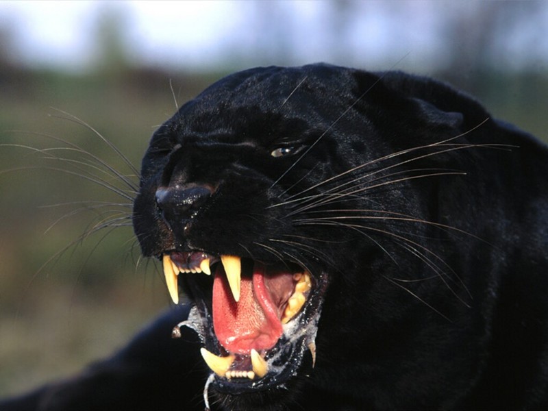 Enraged, Black Leopard.jpg