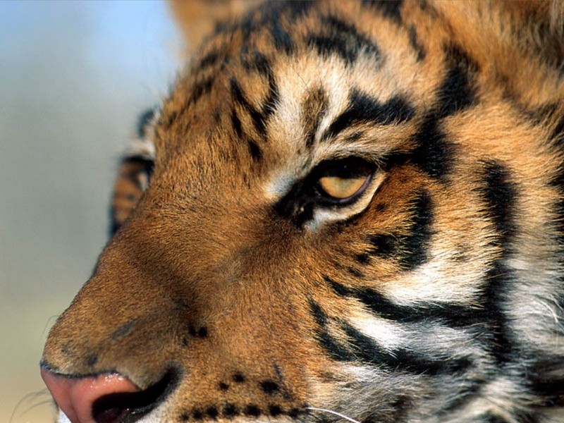 Eye of the Tiger.jpg