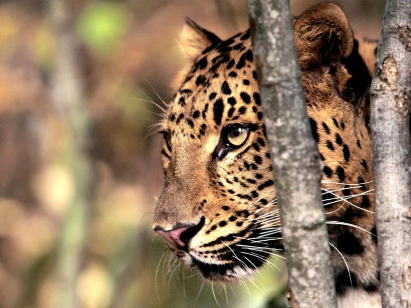 Focal Point, Amur Leopard.jpg