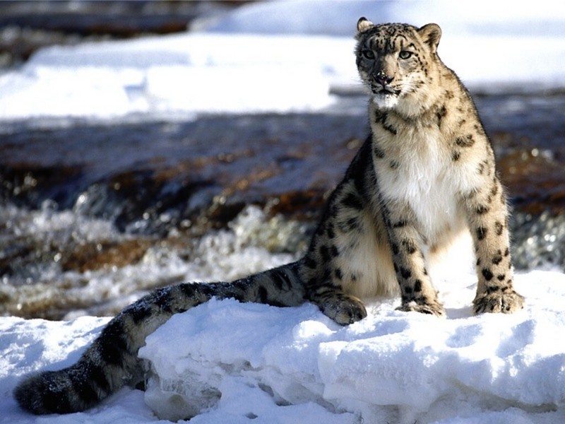 Focused, Snow Leopard.jpg