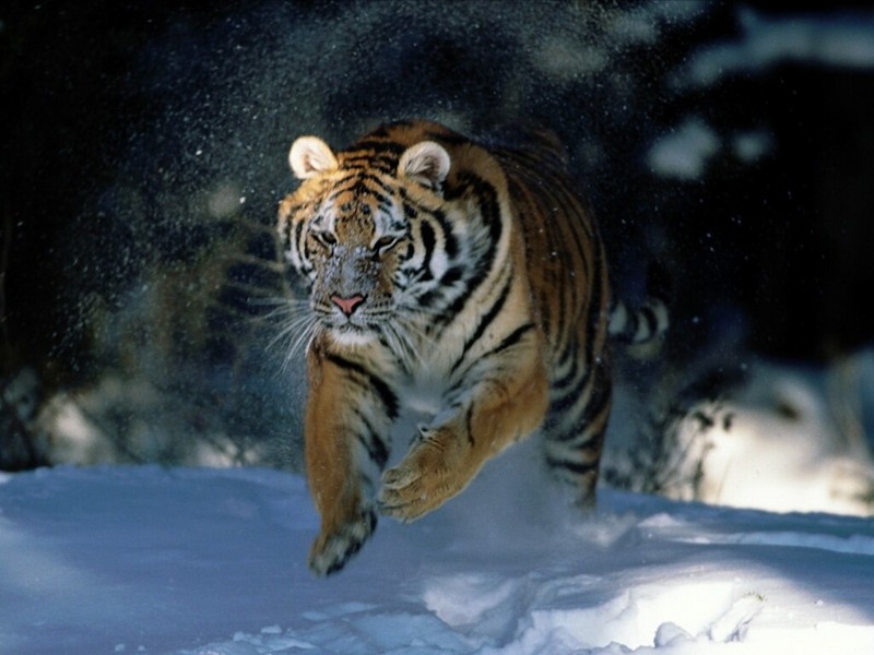 Here I Come!, Siberian Tiger.jpg