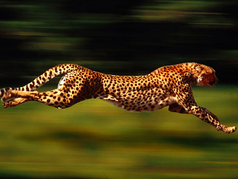 High Velocity, Cheetah.jpg
