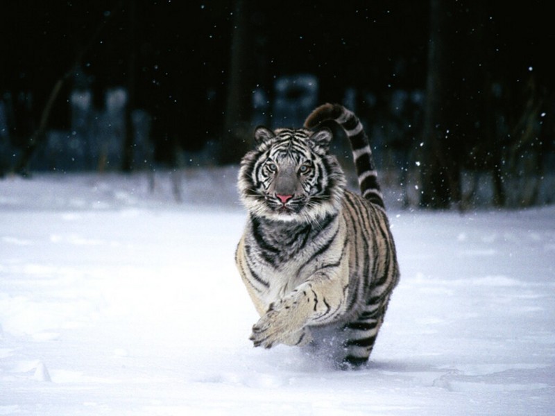 In a Hurry, White Tiger.jpg