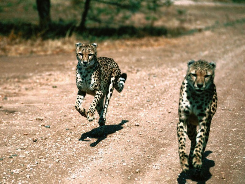 In Pursuit, Cheetahs.jpg