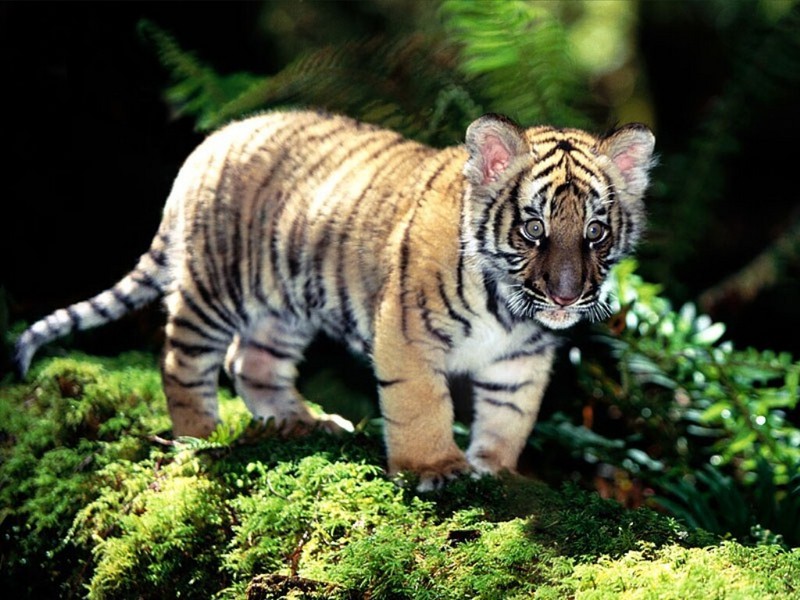 Indochinese Tiger Cub.jpg