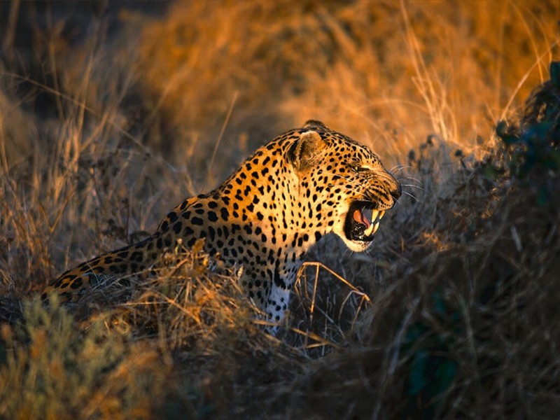 Intimidating Leopard Fangs, Maun, Botswana.jpg