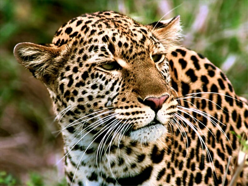 Leopard Close-up.jpg