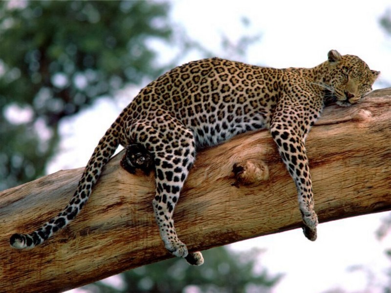 Long Week, Leopard, Tanzania.jpg