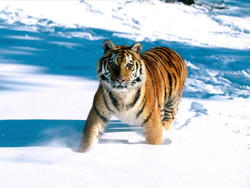 Majestic Grace, Siberian Tiger.jpg