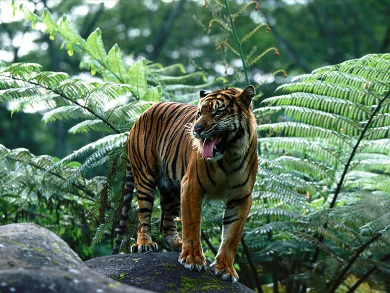 Master Of His Domain, Sumatran Tiger.jpg