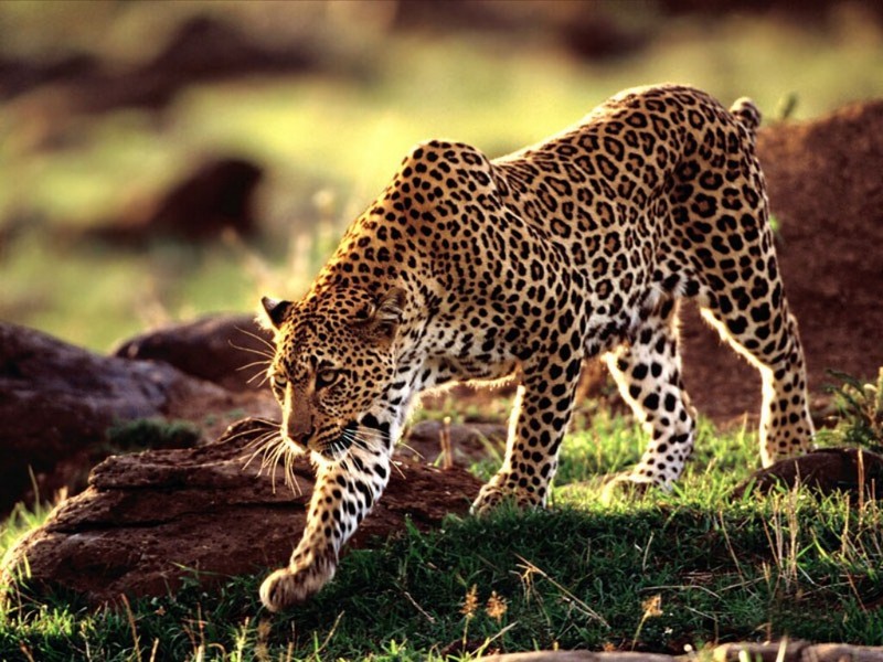 Moving Forward, African Leopard.jpg