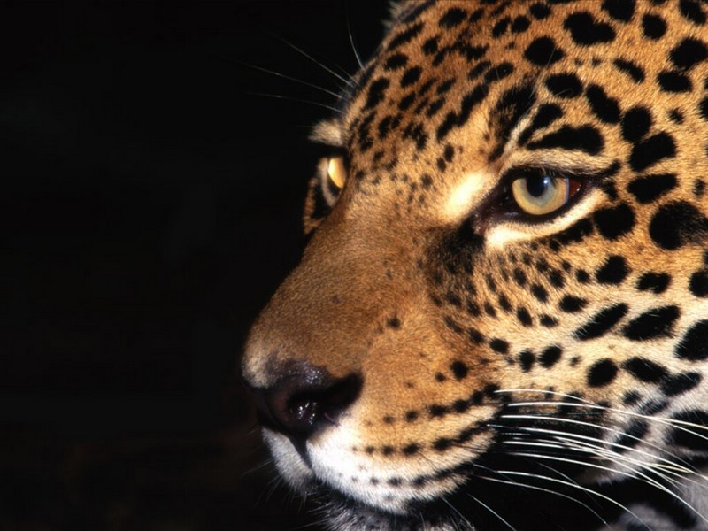 Night Stalker, Jaguar.jpg