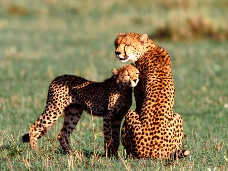 Nuzzling, Cheetahs.jpg