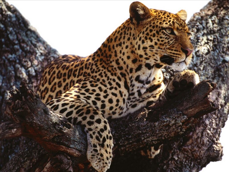 Outward Thoughts, African Leopard.jpg