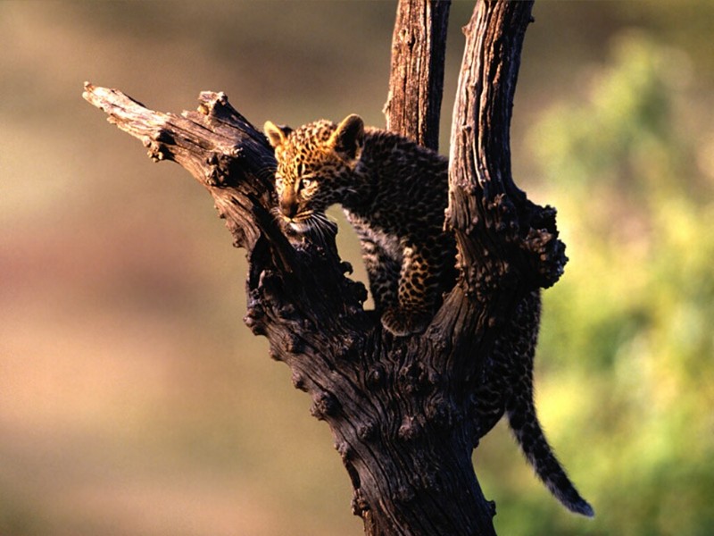 Perched, African Leopard.jpg