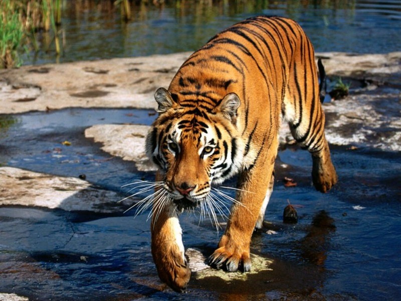 Prowler, Bengal Tiger.jpg