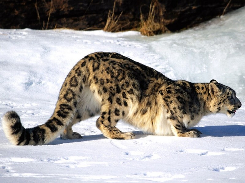 Ready to Pounce, Snow Leopard.jpg