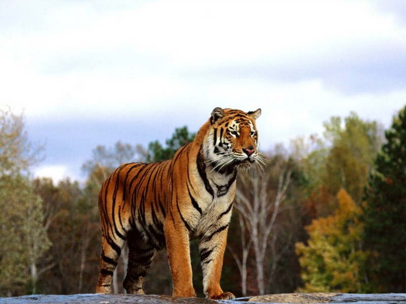 Regal Bengal Tiger.jpg