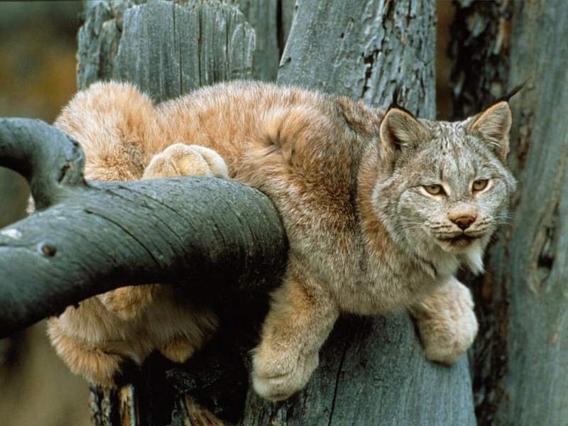 Relaxing Lynx, Wyoming.jpg