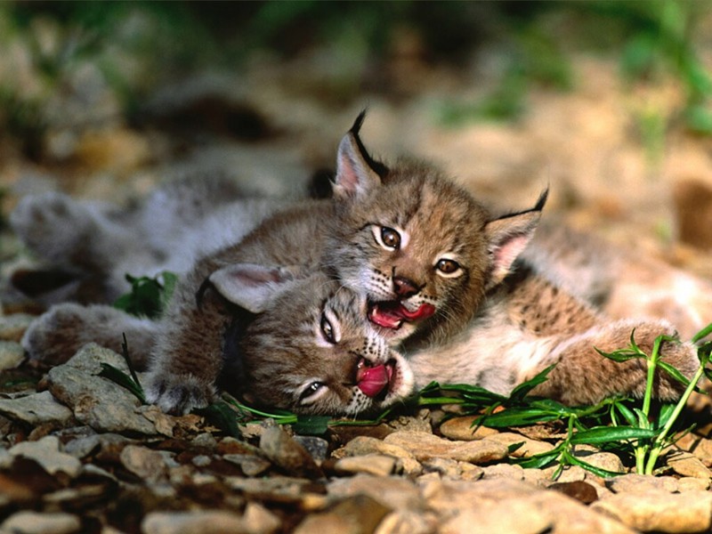 Sibling Rivalry, Eurasian Lynx.jpg