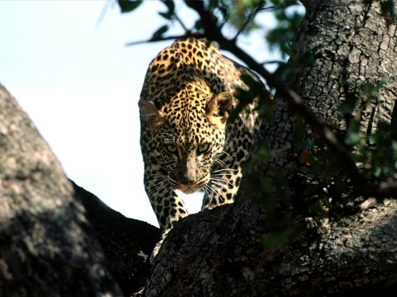 Silent Prowler, African Leopard.jpg