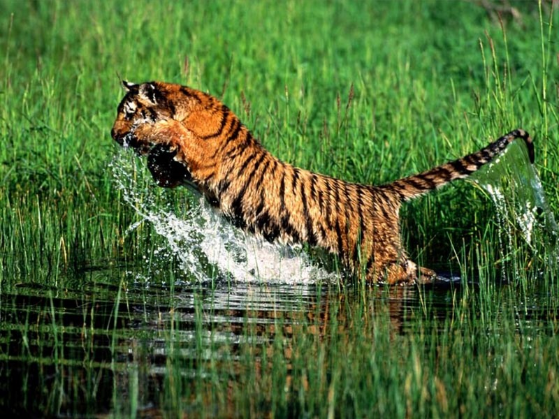Splash, Bengal Tiger.jpg