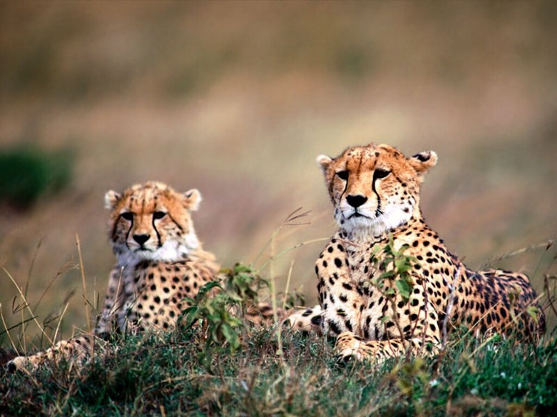 Spotting Trouble, Cheetahs.jpg