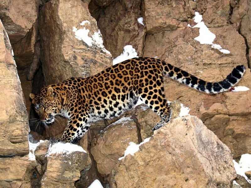 Stakeout, Amur Leopard.jpg