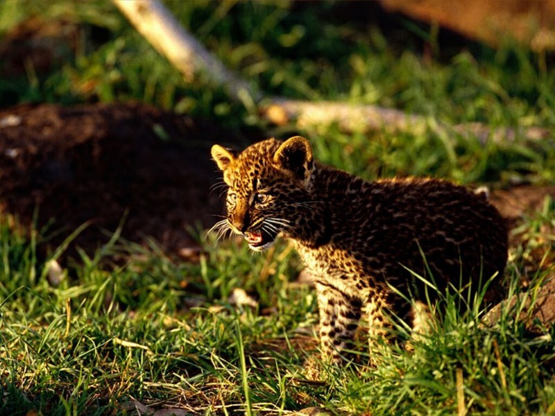 Stand Up and be Heard, African Leopard.jpg