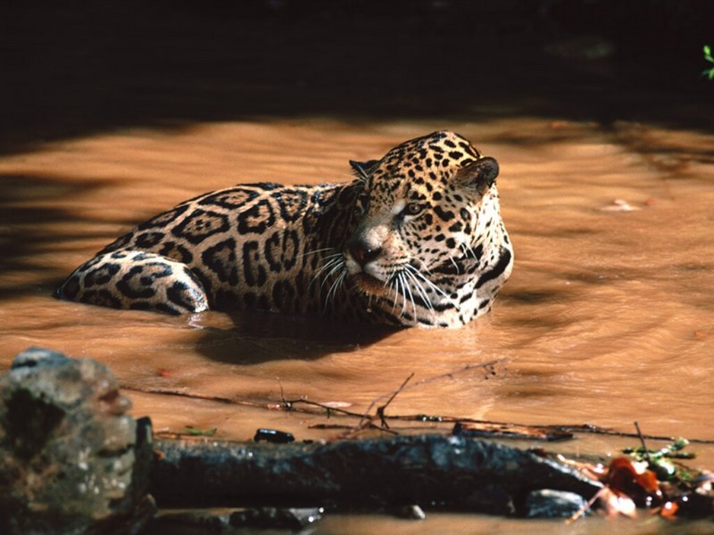 Swimming Hole, Jaguar.jpg