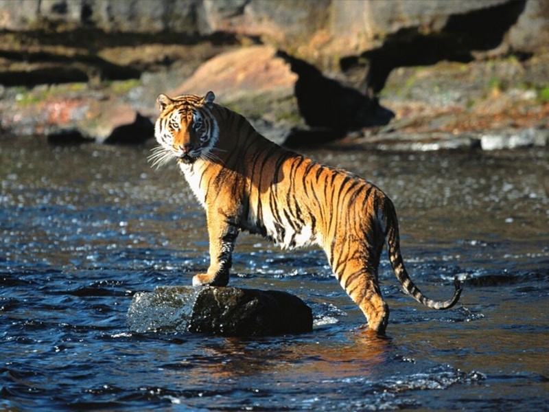 The Director, Bengal Tiger.jpg