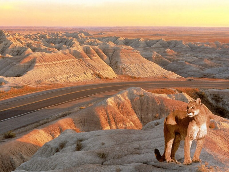 The Mighty Mountain Lion, Badlands, South Dakota.jpg