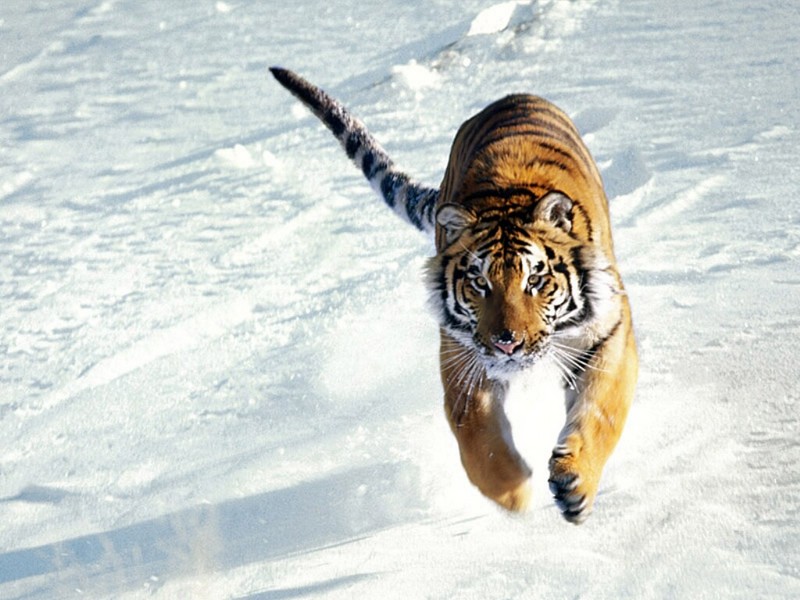 The Siege, Siberian Tiger.jpg