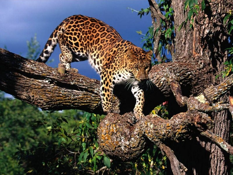 Tree Climber, Amur Leopard.jpg