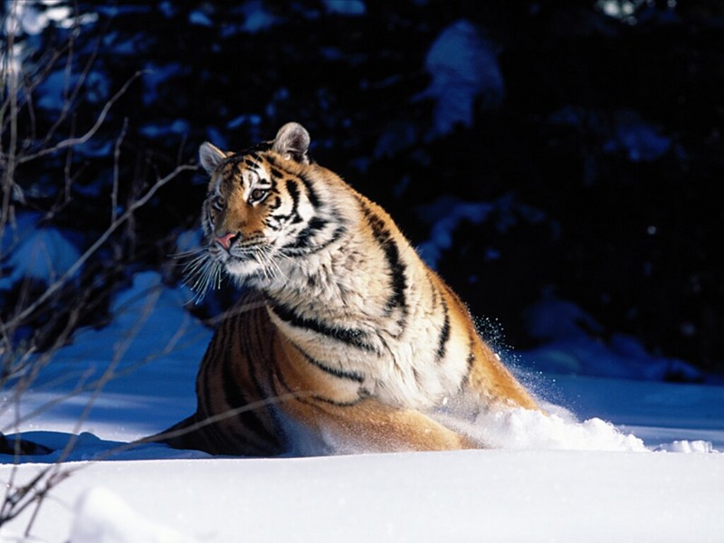Wintery Scuddle, Siberian Tiger.jpg