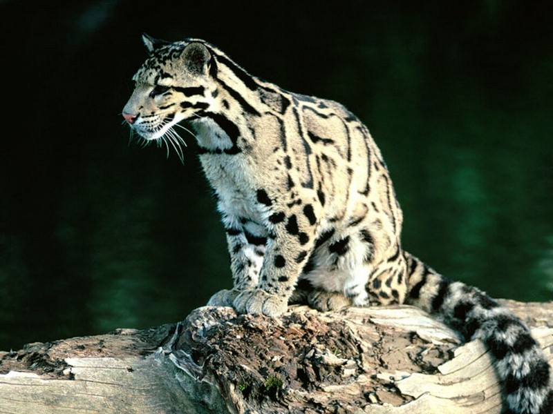 Young Clouded Leopard.jpg