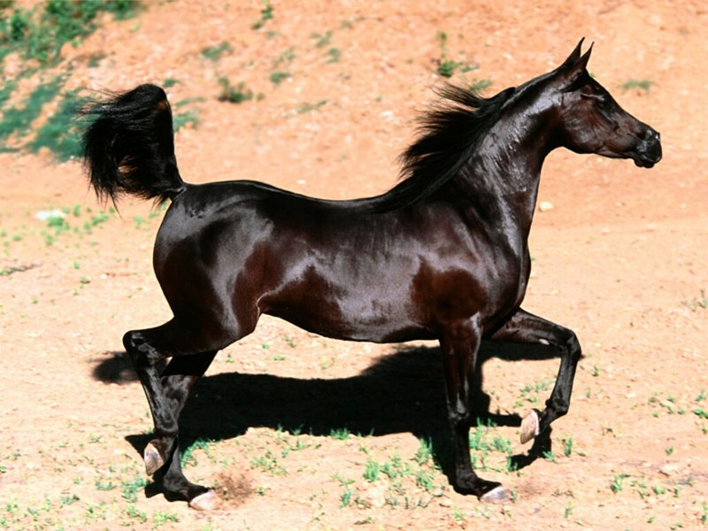 Bint Faloo, Arabian Mare.jpg