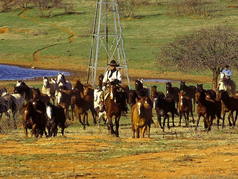 Cowboy and Quarter Horse Remuda, Texas.jpg