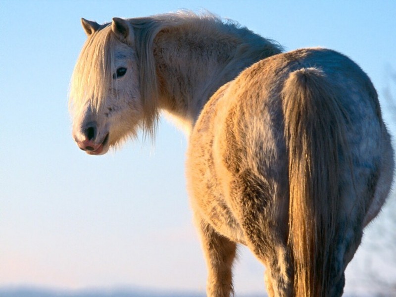 Winter, Welsh Pony.jpg