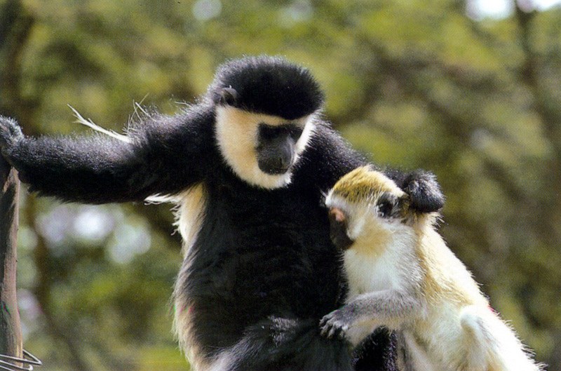 black and white colobus with young vervet.jpg