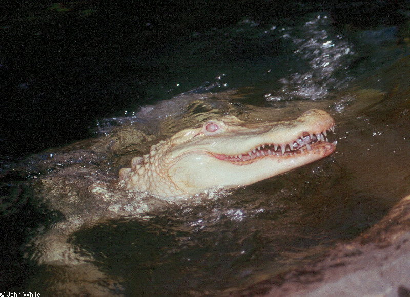 albino American alligator9889.jpg